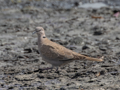 Streptopelia decaocto