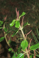 Peperomia rotundata