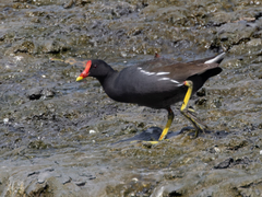 Gallinula chloropus