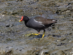 Gallinula chloropus