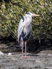 Ardea cinerea