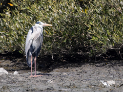 Ardea cinerea