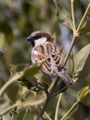Passer domesticus