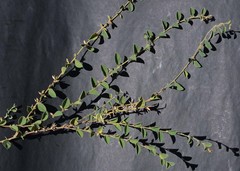 Requienia sphaerosperma