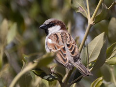 Passer domesticus