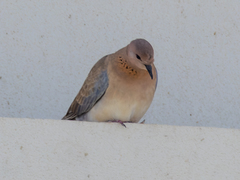Streptopelia senegalensis