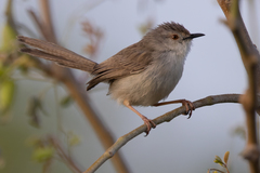 Prinia gracilis