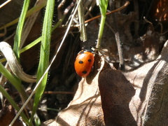 Coccinella septempunctata