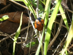 Coccinella septempunctata