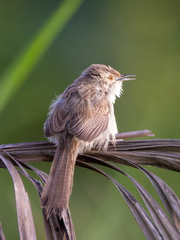 Prinia gracilis
