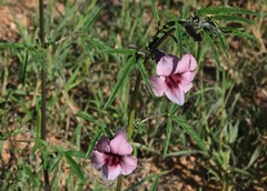 Sesamum triphyllum