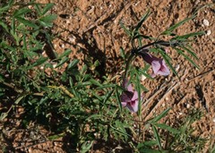 Sesamum triphyllum