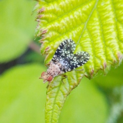 Trypetoptera punctulata