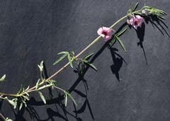 Sesamum triphyllum