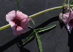 Sesamum triphyllum