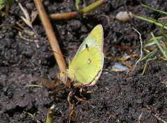 Colias montium