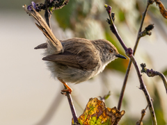Prinia gracilis