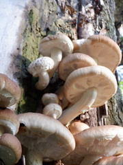 Agaricales