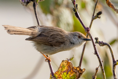 Prinia gracilis
