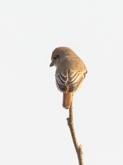 Lanius isabellinus