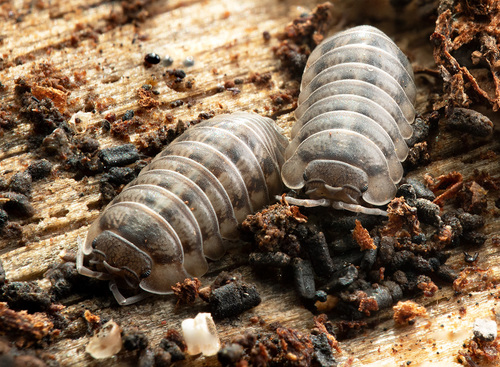 Nosy Pill Woodlouse, photo 8 of 10