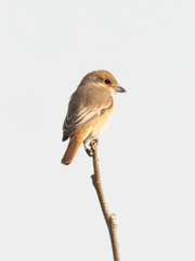 Lanius isabellinus