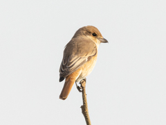 Lanius isabellinus