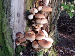 Agaricales