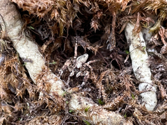 Spartaeinae