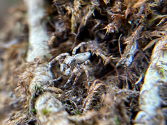 Spartaeinae