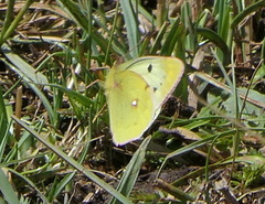 Colias montium