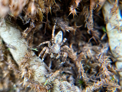 Spartaeinae