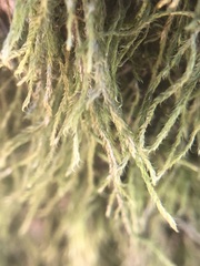 Hypnum cupressiforme filiforme