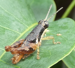 Eujivarus meridionalis