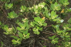 Baccharis macrantha