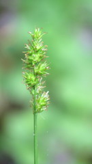 Carex conjuncta