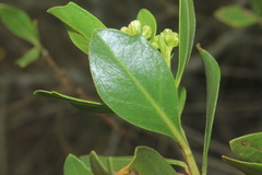 Baccharis macrantha