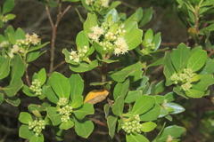 Baccharis macrantha