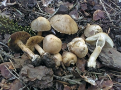 Inocybe queletii