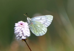Colias nebulosa