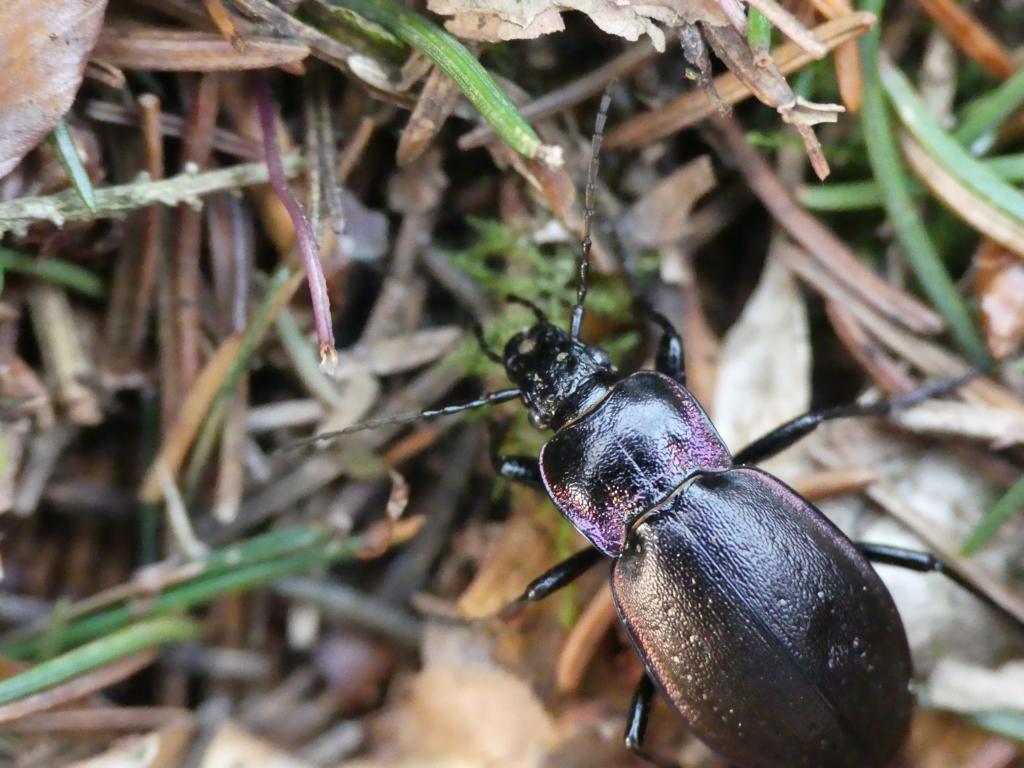 bronze-ground-beetle-from-49565-bramsche-deutschland-on-march-21-2022