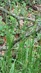 Carex conjuncta