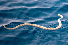 Hydrophis lapemoides