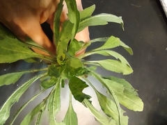 Heterotheca subaxillaris