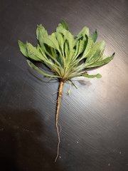 Heterotheca subaxillaris