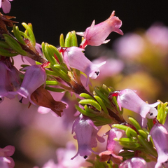 Erica intervallaris