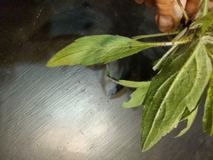 Heterotheca subaxillaris