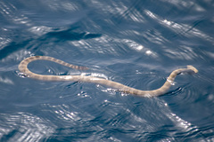Hydrophis lapemoides