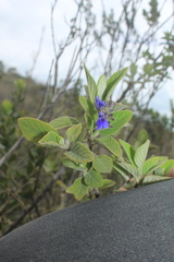 Salvia bogotensis