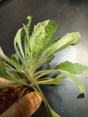 Heterotheca subaxillaris